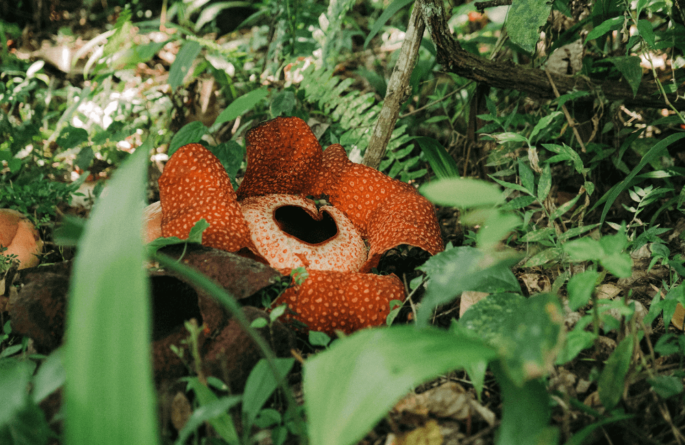 World's Largest Flower Found in Jungle @colinandmeg/Unsplash.com