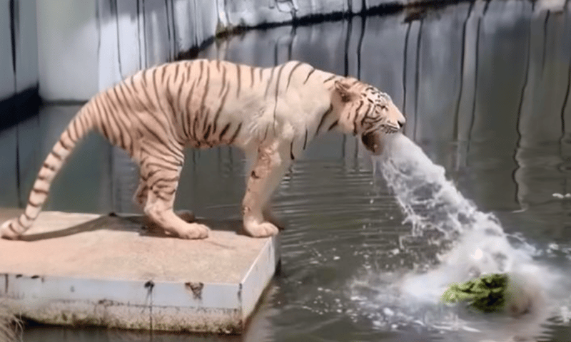 Tiger Becomes Sick After Moving To A New Zoo. ZooKeeper Bursts Into ...